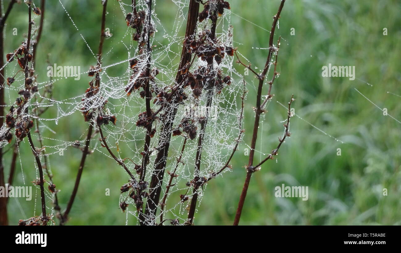 Toiles d'araignées par la rosée au printemps. Prises à Bristol UK Banque D'Images