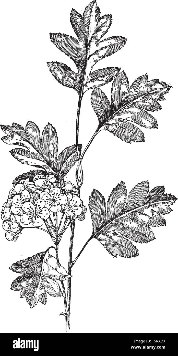 Crataegus pinnatifida est le nom commun de haw chinois ou chinois hawberry, est également connu sous le nom de mountain aubépine.Ses fruits sont petits et aussi les arbres Illustration de Vecteur