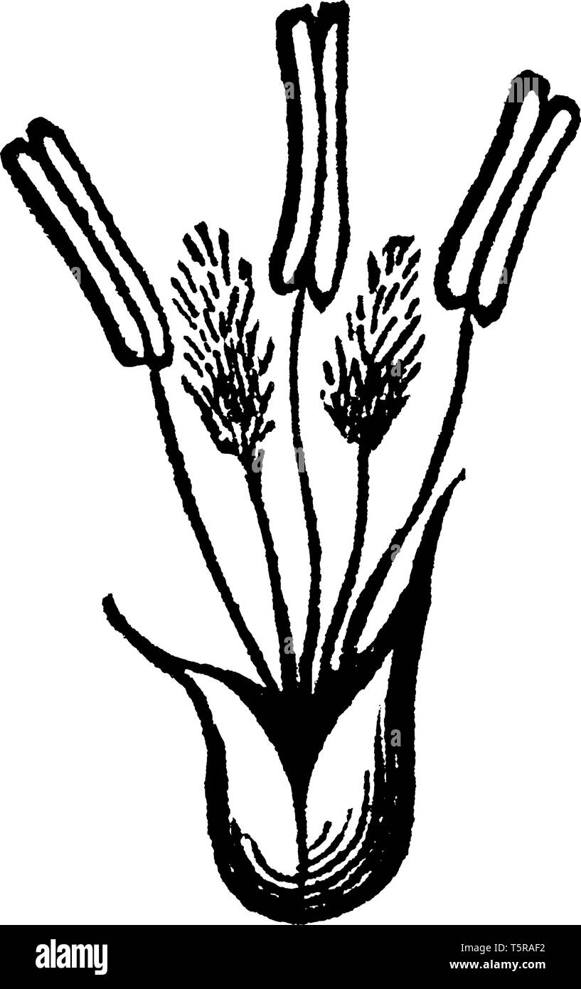 Cette photo montrant une partie de fleurs, il n'est qu'ils se tenant sur l'anthère et filaments à l'extérieur couverts par sepal, vintage dessin ou gravure sur illust Illustration de Vecteur