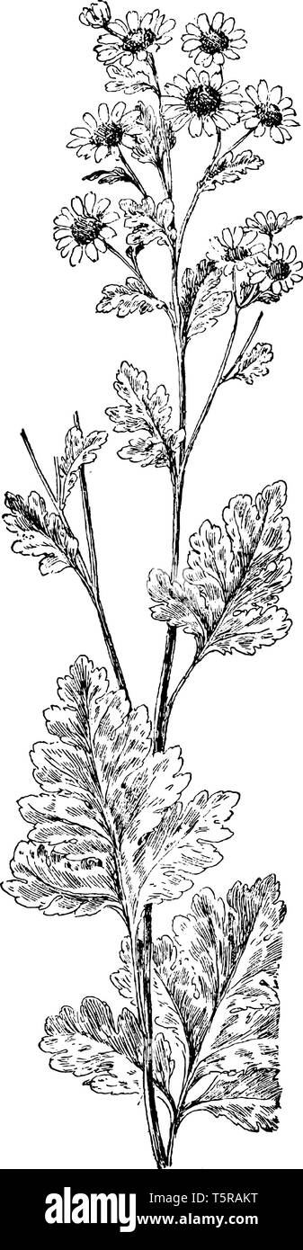 Une photo montre la grande camomille, également connu sous le nom de Chrysanthemum parthenium. Il appartient à la famille des marguerites, de la famille des Astéracées. Ses feuilles sont vert jaunâtre, v Illustration de Vecteur Une photo montre la grande camomille, également connu sous le nom de Chrysanthemum parthenium. Il appartient à la famille des marguerites, de la famille des Astéracées. Ses feuilles sont vert jaunâtre, v Illustration de Vecteur