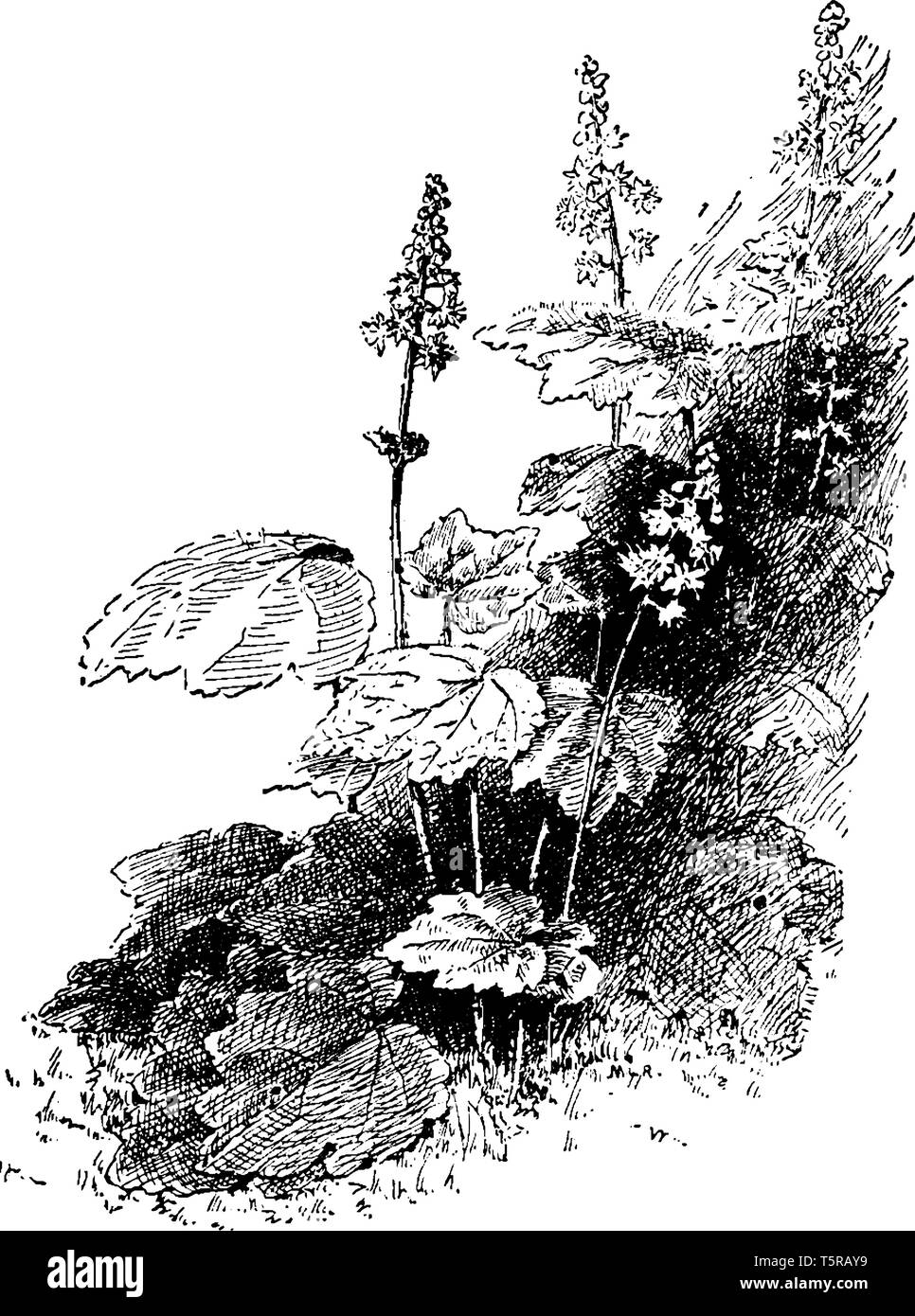 Une photo montre la branche et fleurs de Tiarella cordifolia qui est une plante herbacée utilisée comme un arbuste commun, vintage ou dessin de ligne engravi Illustration de Vecteur