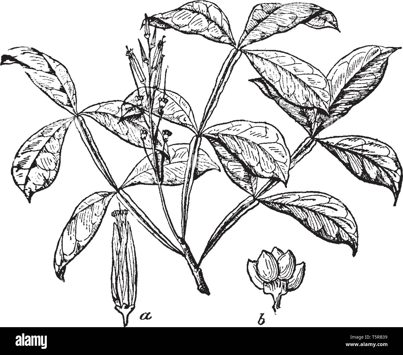 Une photo montre Quassia amara Plantes. Il est utilisé comme insecticide, en médecine traditionnelle et comme additif dans l'industrie alimentaire. Il est également appelé comme suis Illustration de Vecteur