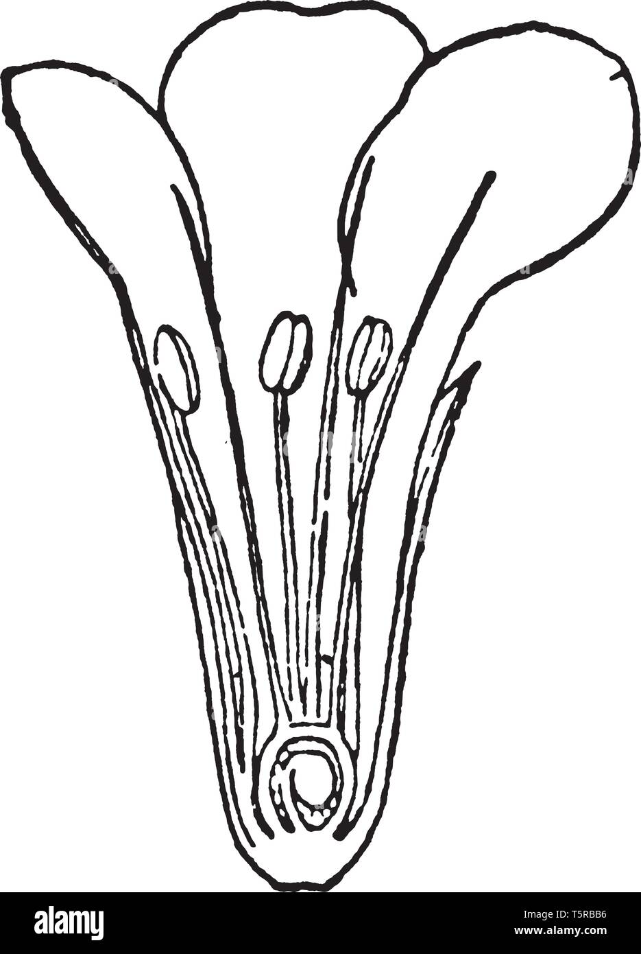 Photo montre une section de lavande de mer fleur. Il comprend cinq lobes de la corolle et du calice, et cinq étamines ; la fleur est de couleur rose ou violet pour purpl Illustration de Vecteur