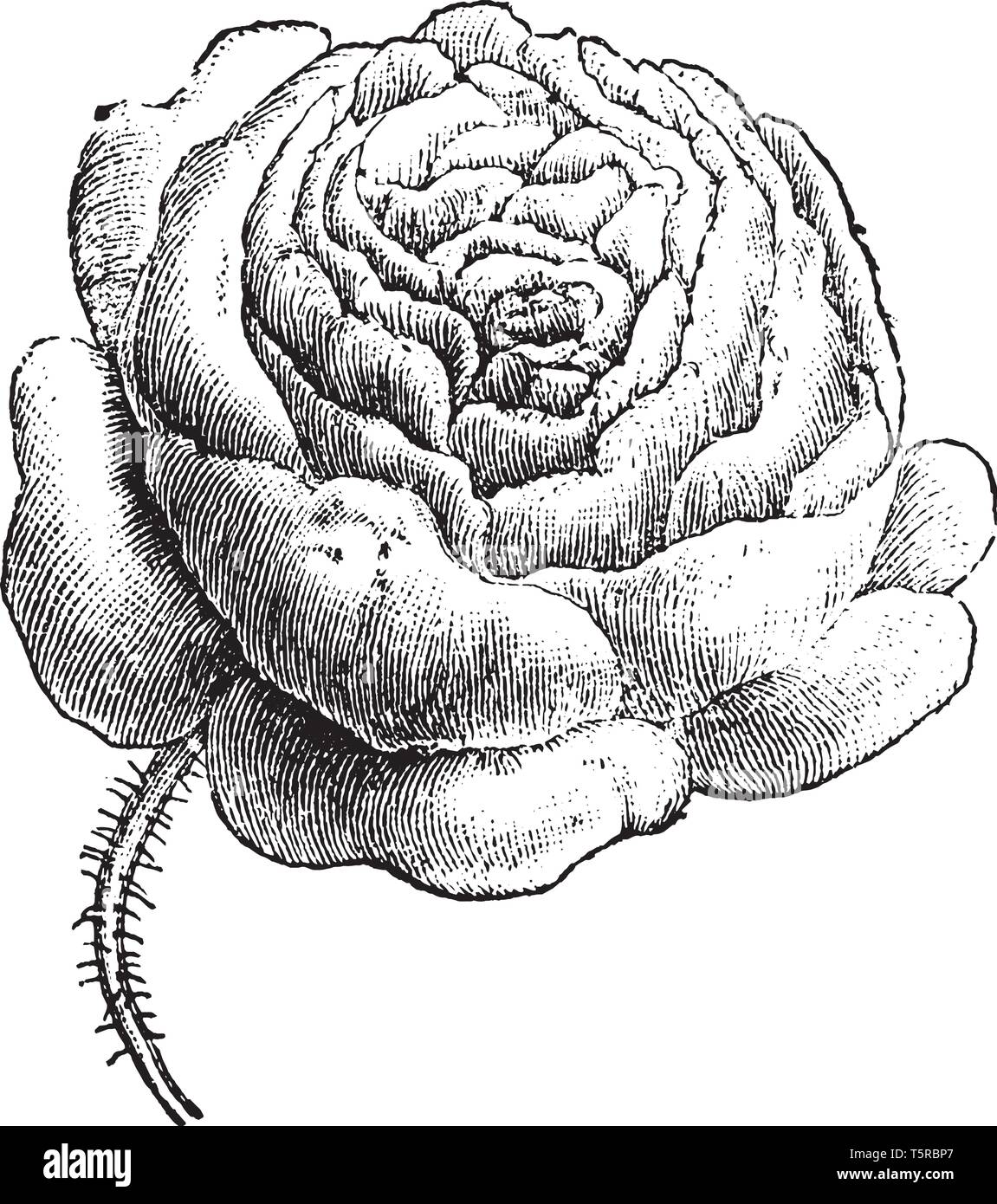 Cette photo, c'est montrant une rose stylisée. Les fleurs sont très denses et épais. Pédicelle est velu. Les pétales attachés l'un à l'autre, tirer la ligne vintage Illustration de Vecteur