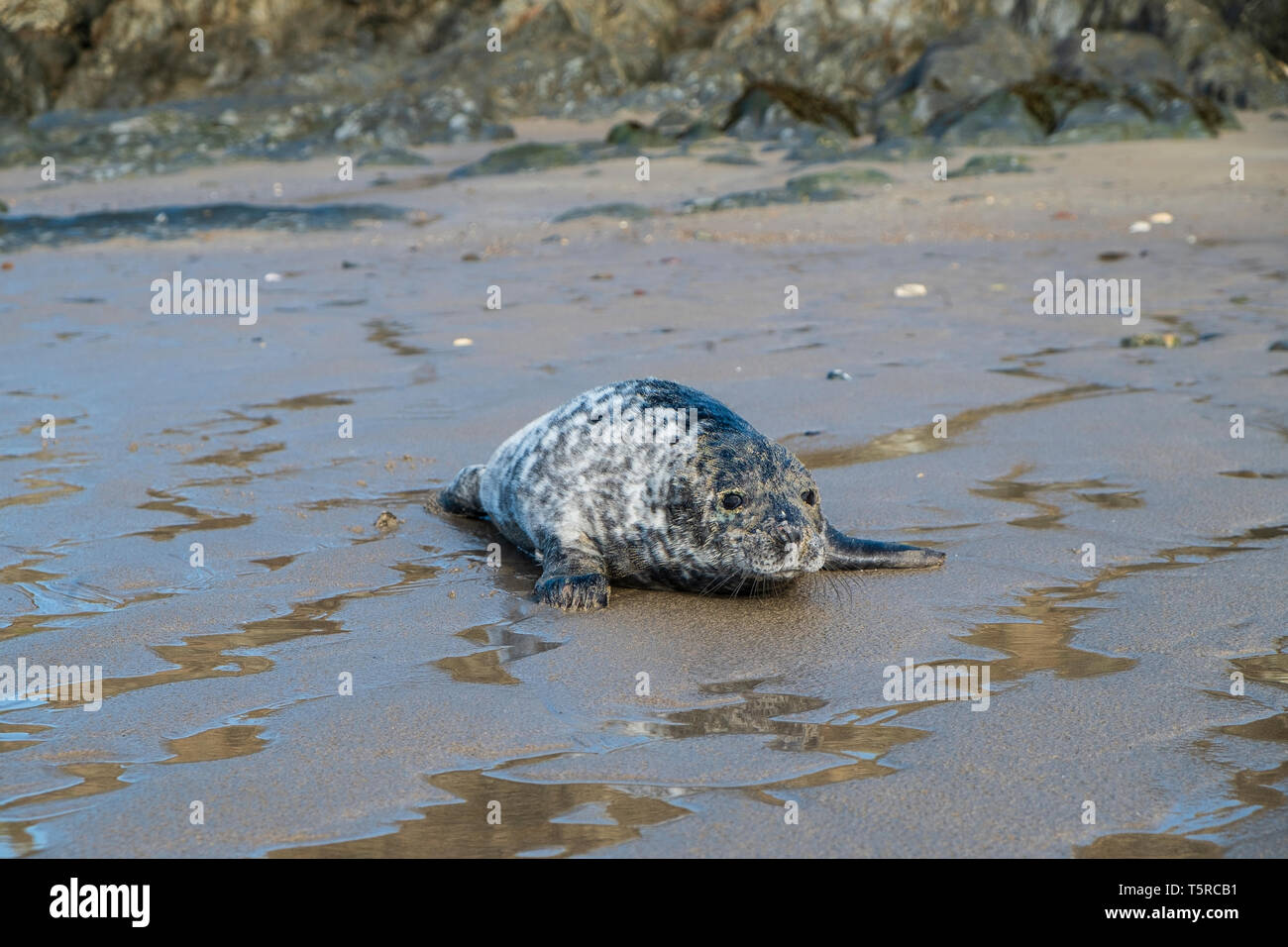 Seal pup Banque D'Images
