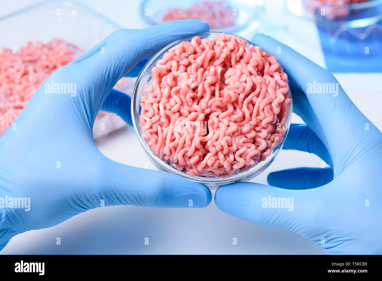 Cultivées en laboratoire d'échantillons de viande artificielle dans la boîte de pétri concet Banque D'Images