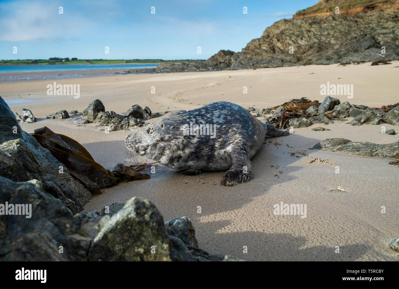 Seal pup Banque D'Images