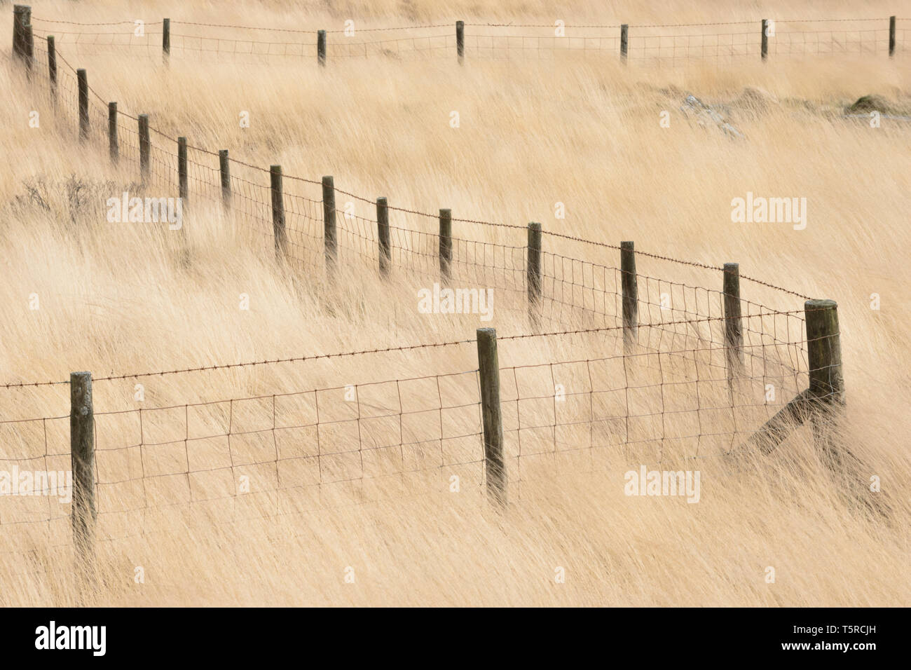 Les poteaux de clôture en "Z", entouré d'herbes pâles près de Penwyllt dans les Brecon Beacons, le Pays de Galles. Banque D'Images