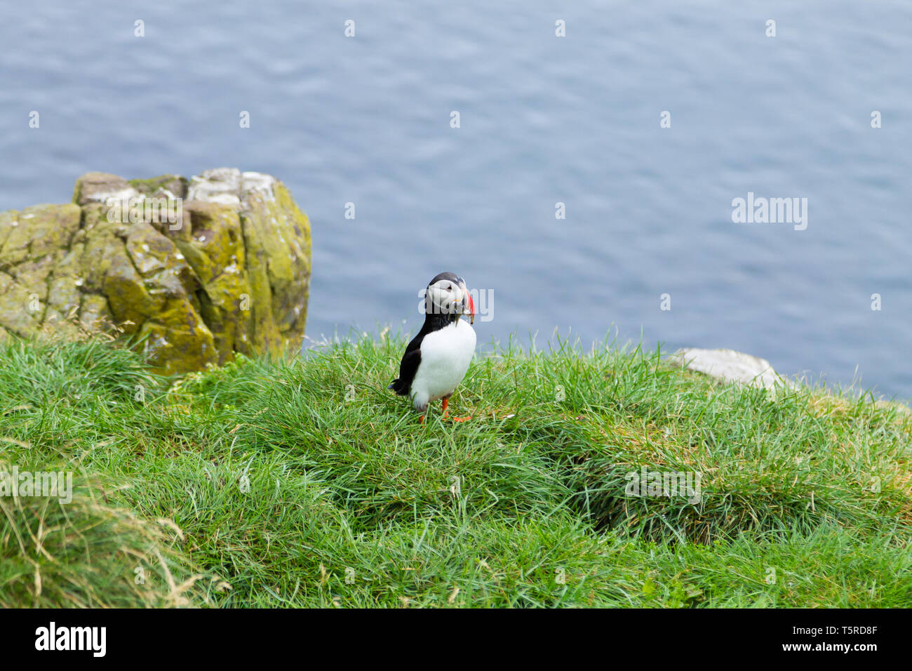 Macareux moine de Borgarfjordur fjord, est de l'Islande. La faune de l'Islande. Macareux moine commun. Fratercula arctica Banque D'Images Macareux moine de Borgarfjordur fjord, est de l'Islande. La faune de l'Islande. Macareux moine commun. Fratercula arctica Banque D'Images