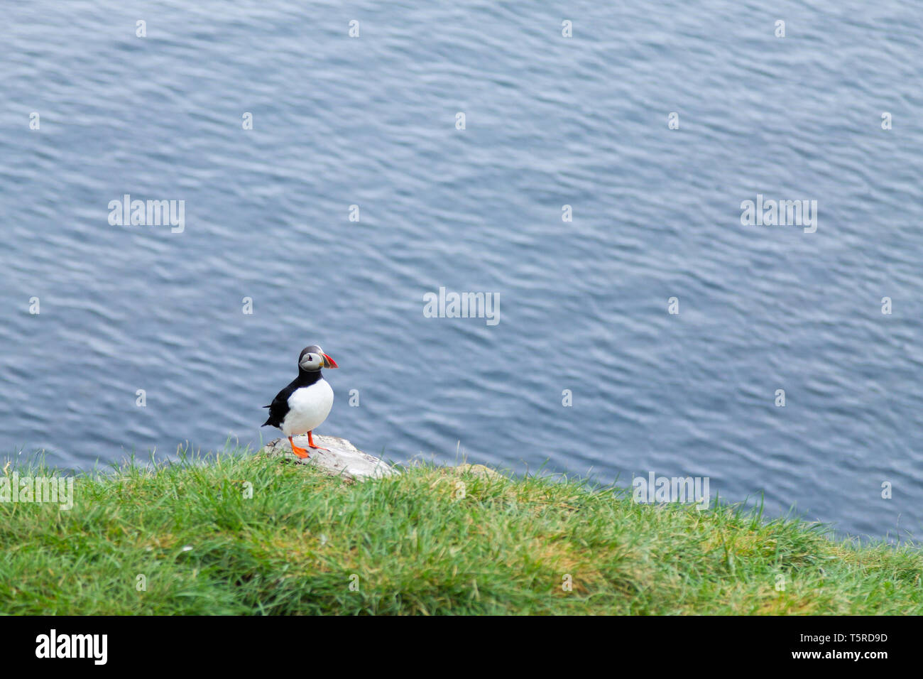 Macareux moine de Borgarfjordur fjord, est de l'Islande. La faune de l'Islande. Macareux moine commun. Fratercula arctica Banque D'Images Macareux moine de Borgarfjordur fjord, est de l'Islande. La faune de l'Islande. Macareux moine commun. Fratercula arctica Banque D'Images