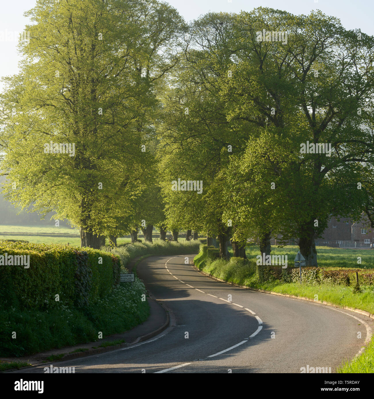 Une route sinueuse bordée de marronniers dans le village de Dulcote, Somerset. Banque D'Images