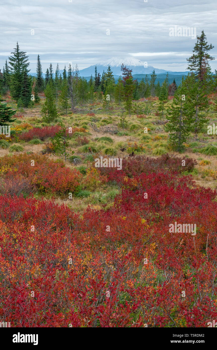 Les buissons de myrtilles en automne à Berry en dents de champs, avec Mont Saint Helens dans la distance ; Gifford Pinchot National Forest, Washington. Banque D'Images