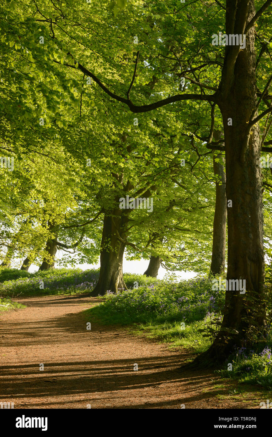 Un bois à pied entouré de feuillage de printemps à Badbury touffe, Oxfordshire. Banque D'Images