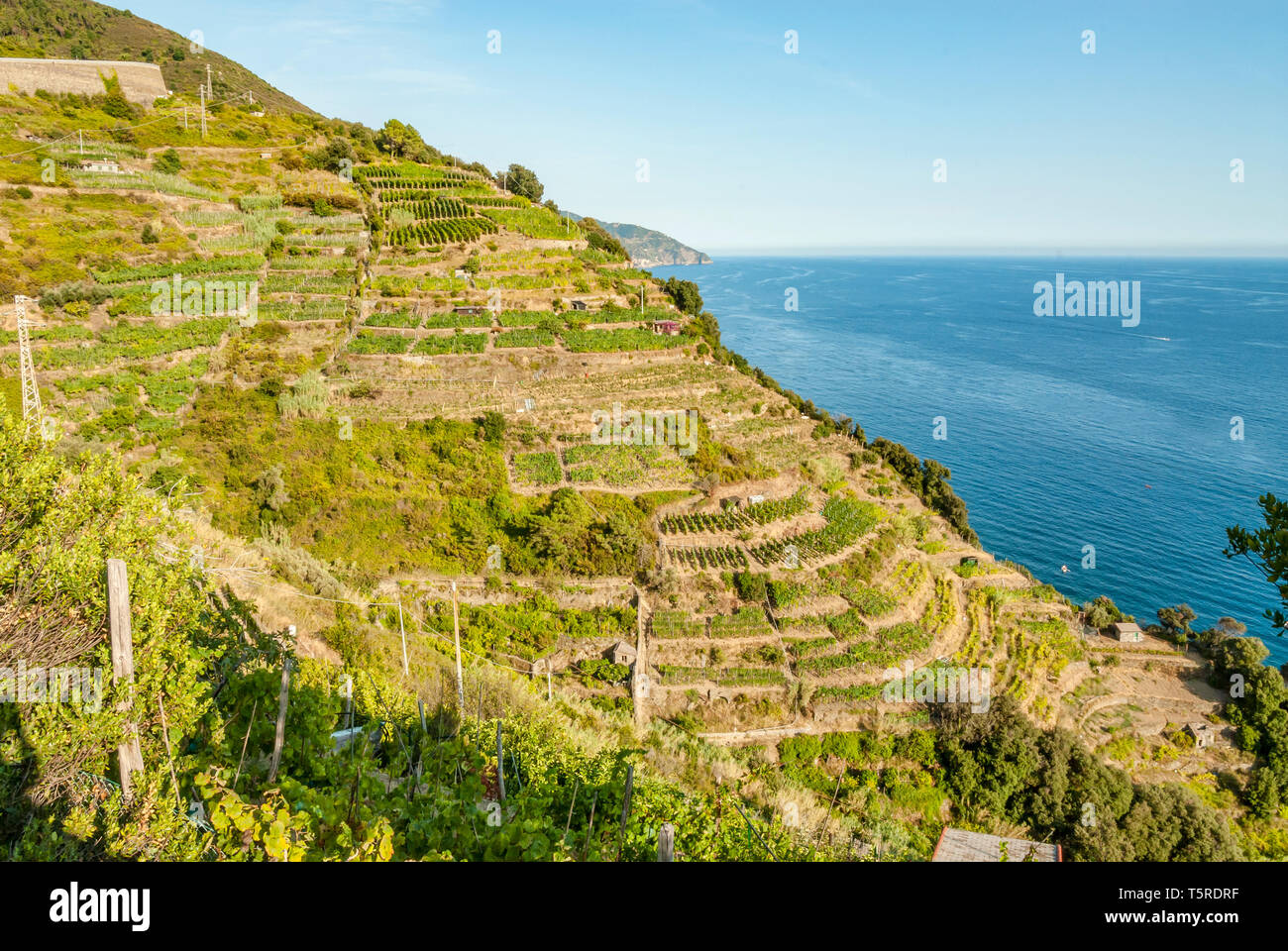 Terrasses agricoles à Parco Naturale Cinque Terre, Monterosso al Mare, Ligurie, Nord-Ouest de l'Italie Banque D'Images