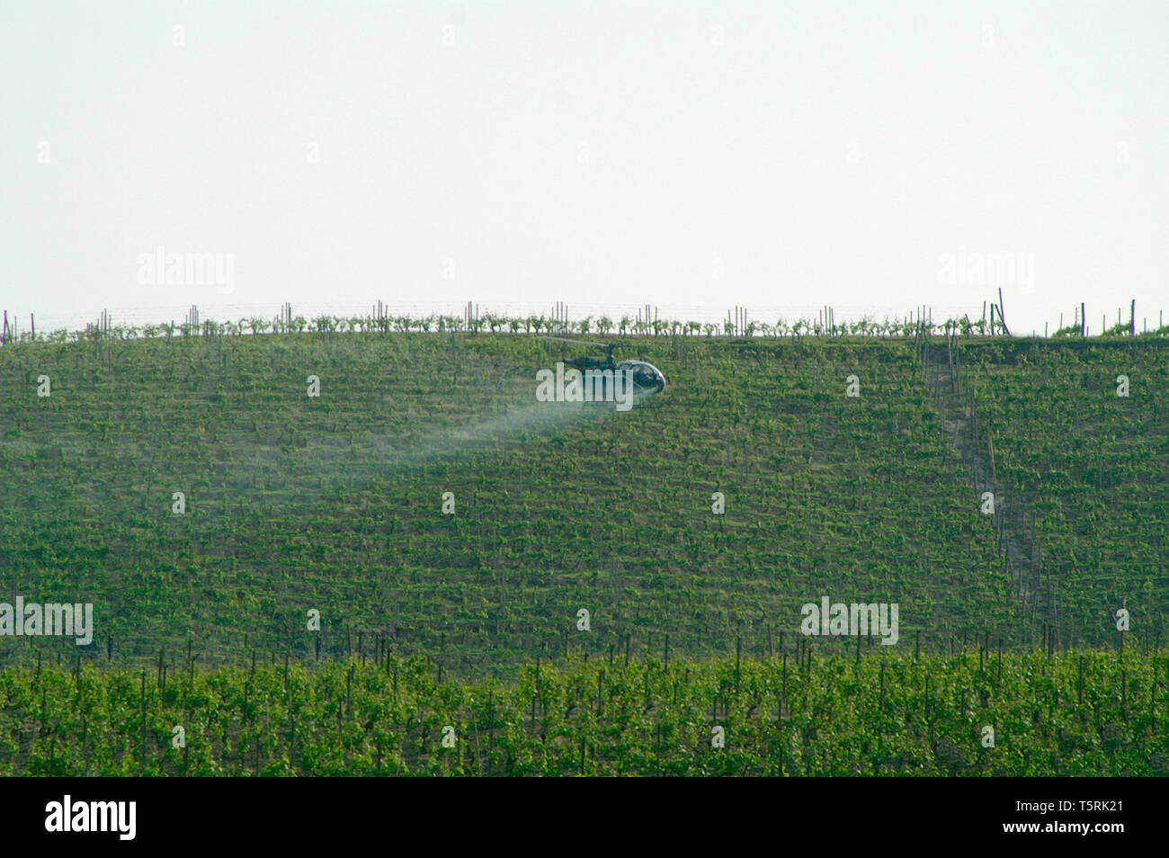 Les besoins de la photo. La pulvérisation aérienne d'archives en hélicoptère sur les vignobles, de l'Italie. Banque D'Images