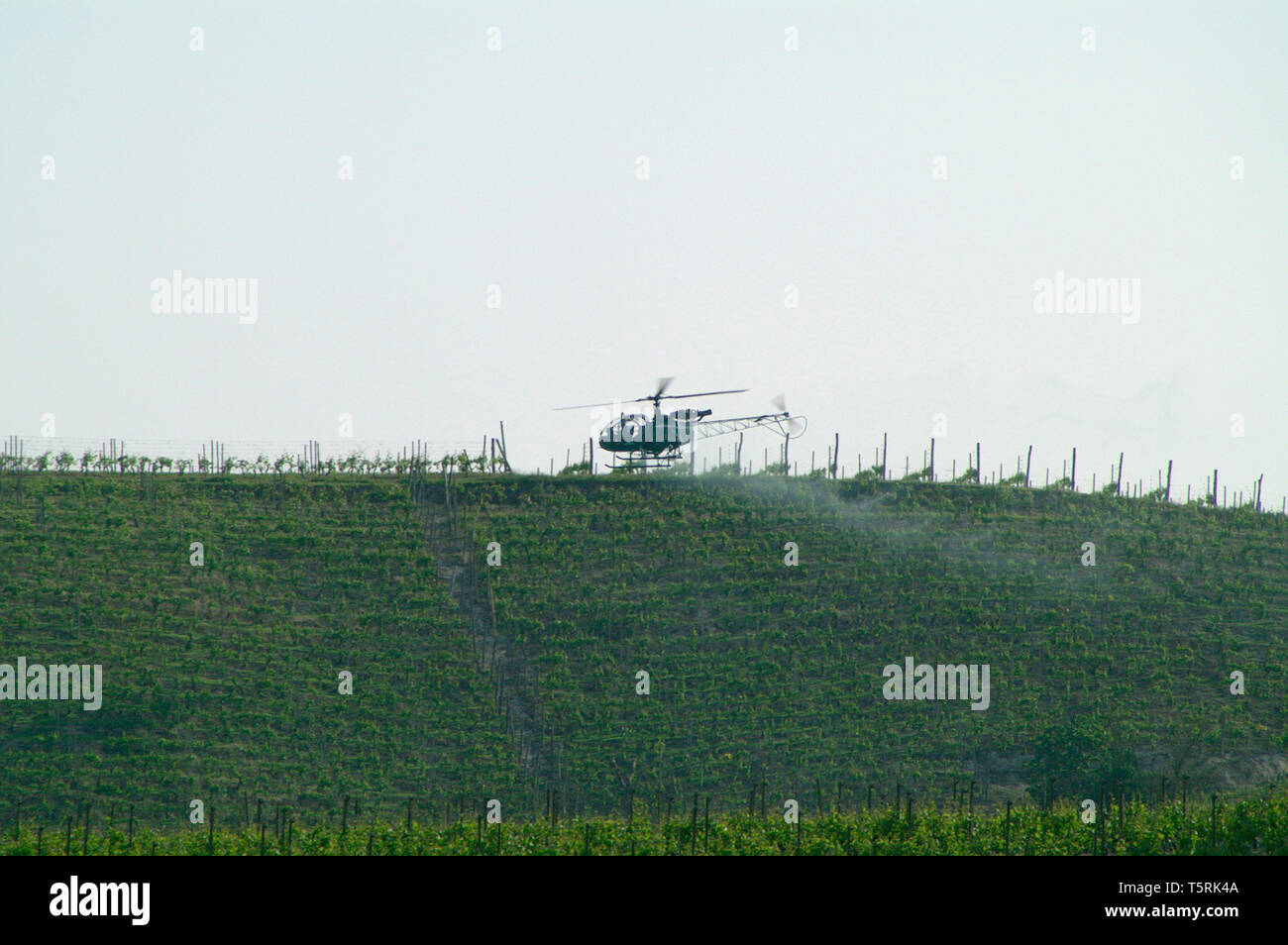 Les besoins de la photo. La pulvérisation aérienne d'archives en hélicoptère sur les vignobles, de l'Italie. Banque D'Images