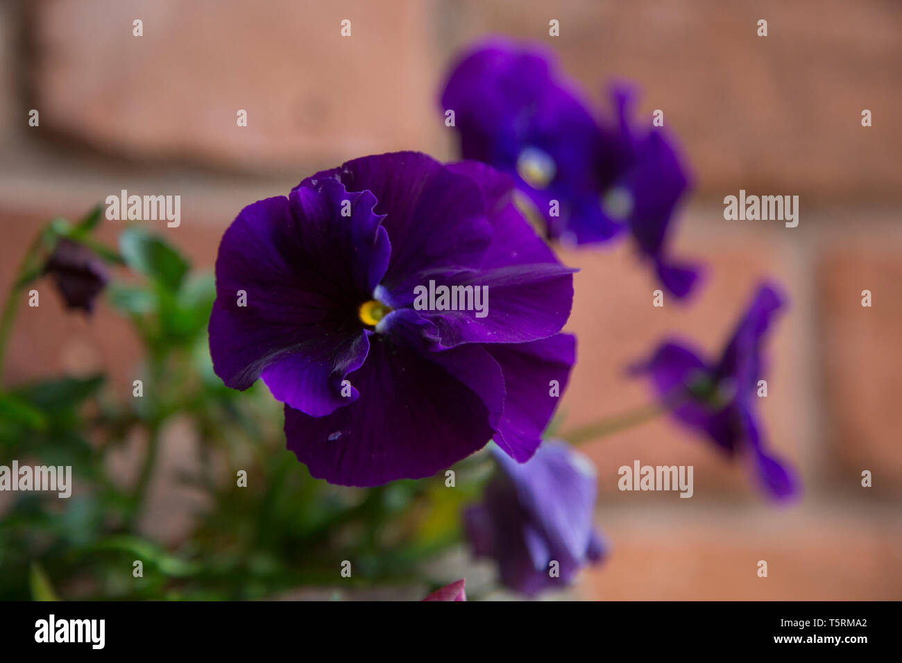 Pansy purple close up, Close up of a purple pansy dans un panier avec soft focus mur derrière le jour, Banque D'Images