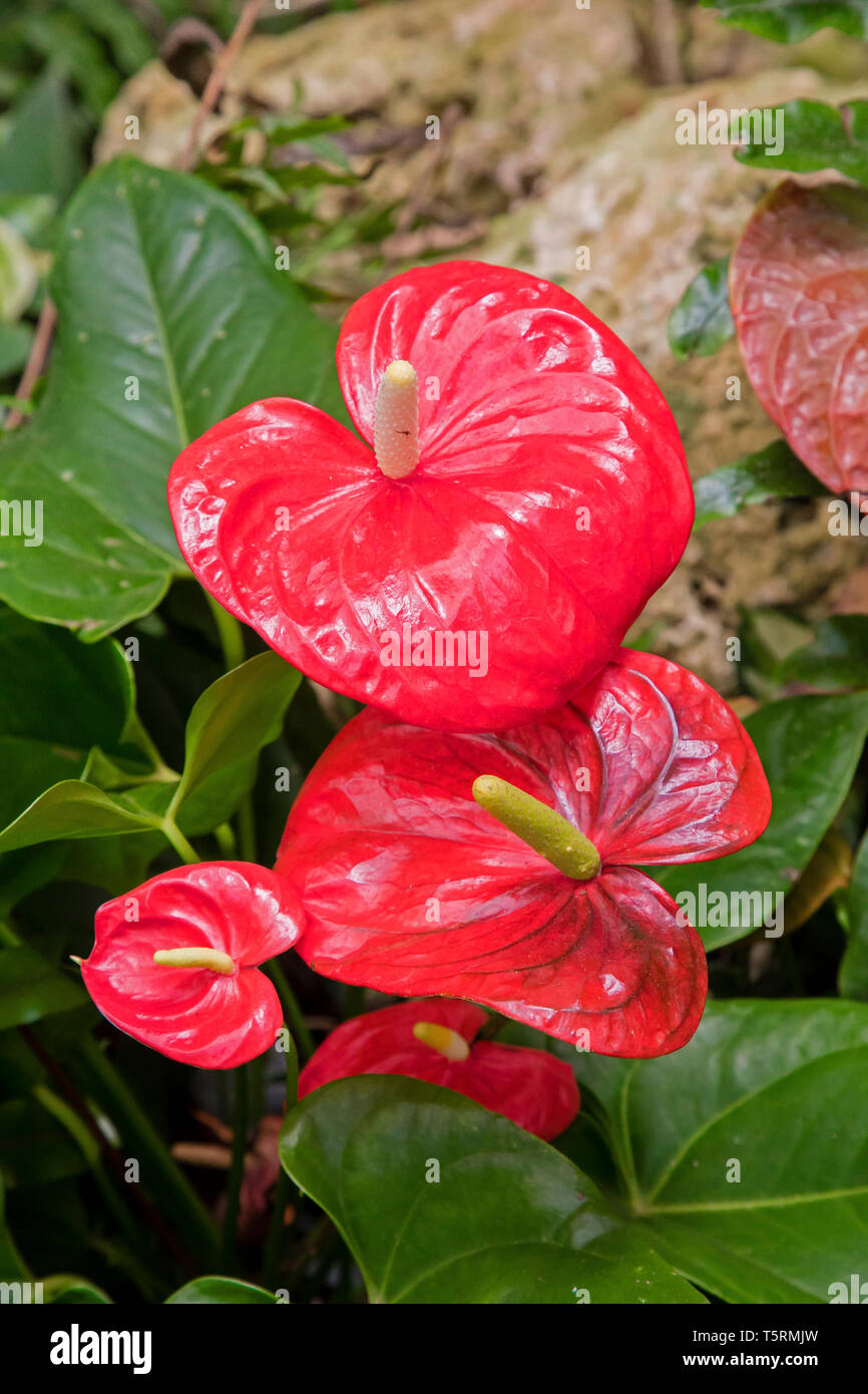 Anthurium andraeanum fleur rouge dans le jardin.Flamingo, Lily, Tailflower Laceleaf, fleurs en forme de coeur Banque D'Images