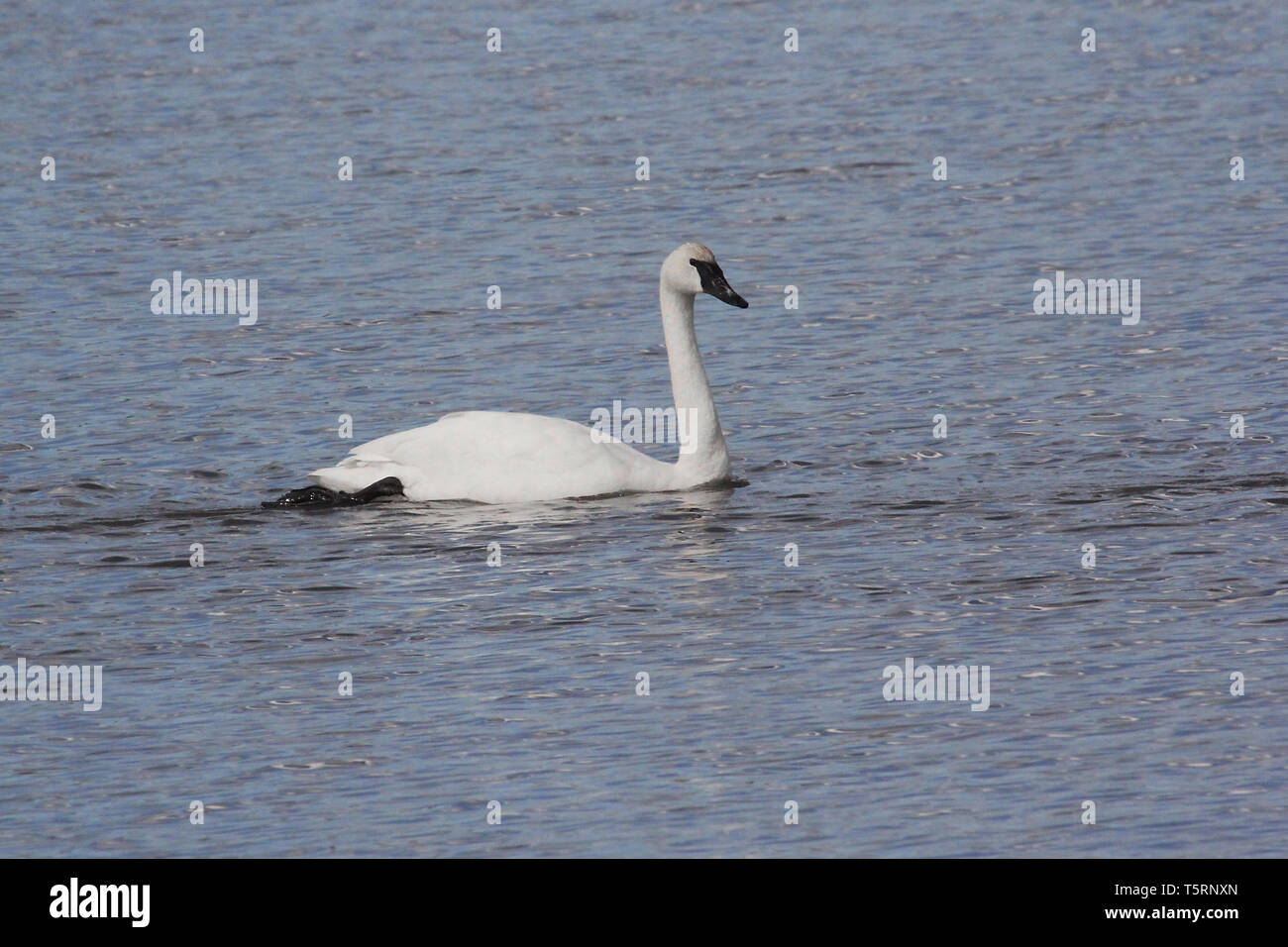 Les cygnes trompettes (Cygnus buccinato) Retour à la grande région des Prairies de l'Alberta, et s'arrêter au sud de l'Alberta d'étangs sur leur migration Banque D'Images