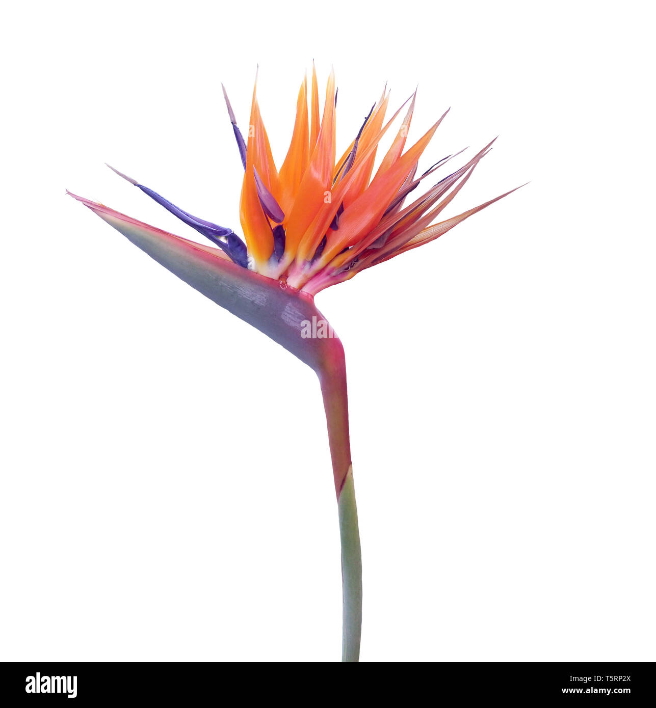 Strelitzia isolées close-up ou oiseau du paradis, crane fleur, fleur plante tropical isolé sur blanc. La flore tropicale et le feuillage ou exotiques perenni Banque D'Images Strelitzia isolées close-up ou oiseau du paradis, crane fleur, fleur plante tropical isolé sur blanc. La flore tropicale et le feuillage ou exotiques perenni Banque D'Images