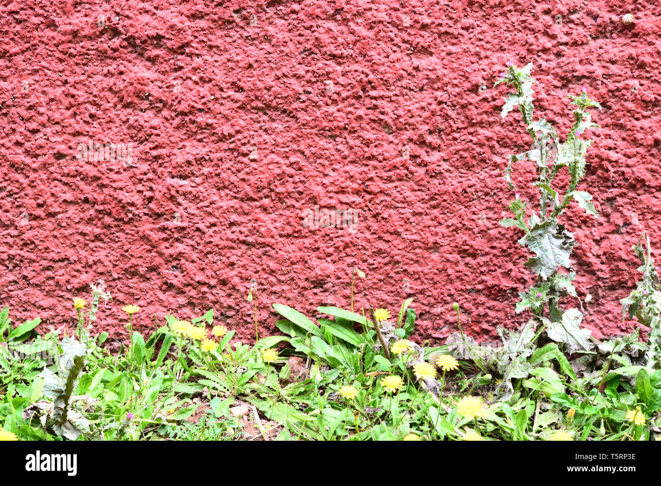 Plante épineuse : fleur jaune et croître sur un mur rouge granulaire Banque D'Images