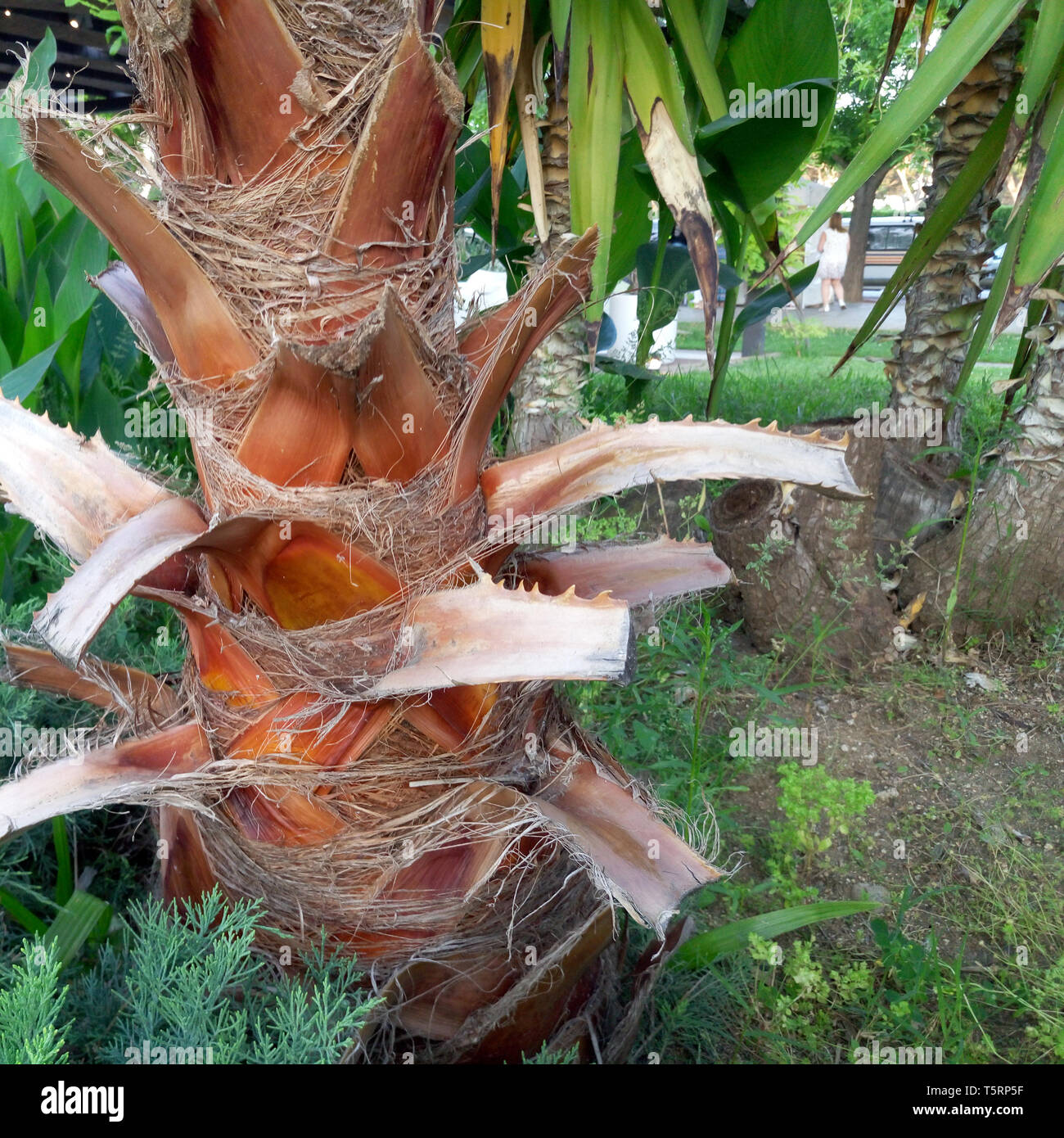 Brown Palmier tronc ou l'écorce. Photo détaillée de plante tropicale Banque D'Images Brown Palmier tronc ou l'écorce. Photo détaillée de plante tropicale Banque D'Images