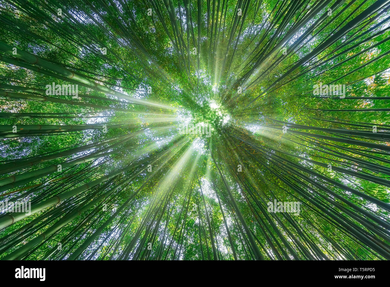 Nature fond de forêt de bambou avec les rayons du soleil Banque D'Images