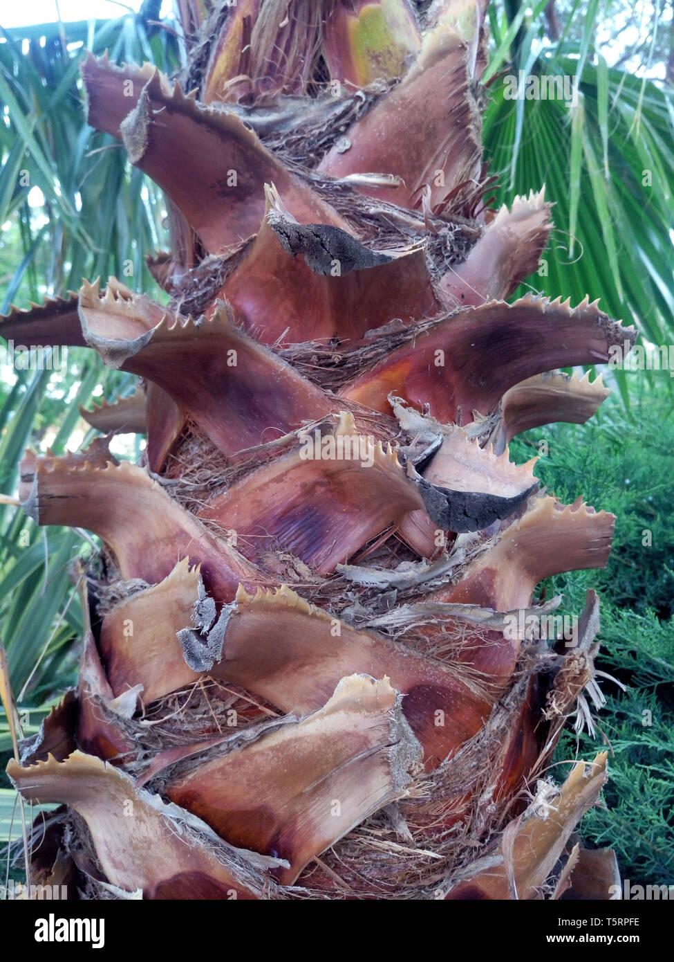 Brown Palmier tronc ou l'écorce. Photo détaillée de plante tropicale Banque D'Images Brown Palmier tronc ou l'écorce. Photo détaillée de plante tropicale Banque D'Images