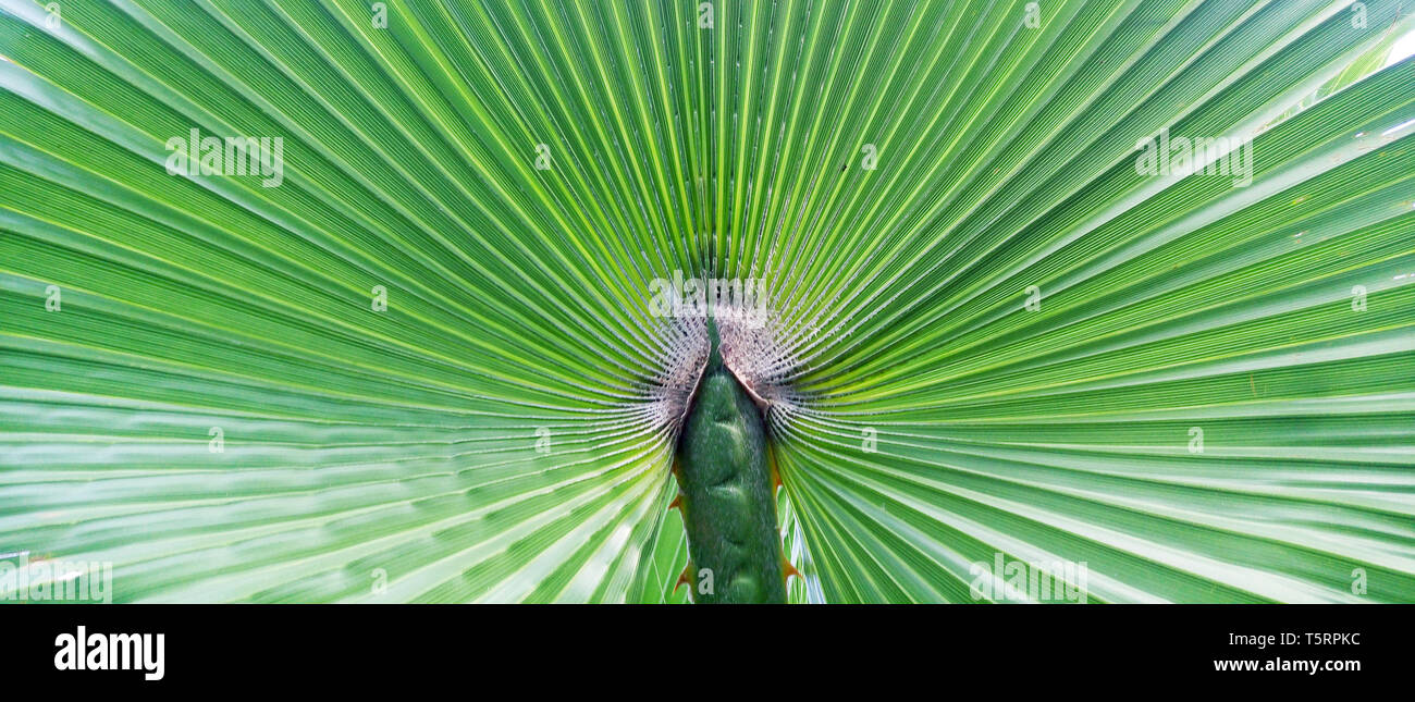 Les feuilles de palmier toile horizontale verte. Palm Tree gros plan arrière-plan pour les locations et voyage d 'tête de Blog Design Banque D'Images Les feuilles de palmier toile horizontale verte. Palm Tree gros plan arrière-plan pour les locations et voyage d 'tête de Blog Design Banque D'Images