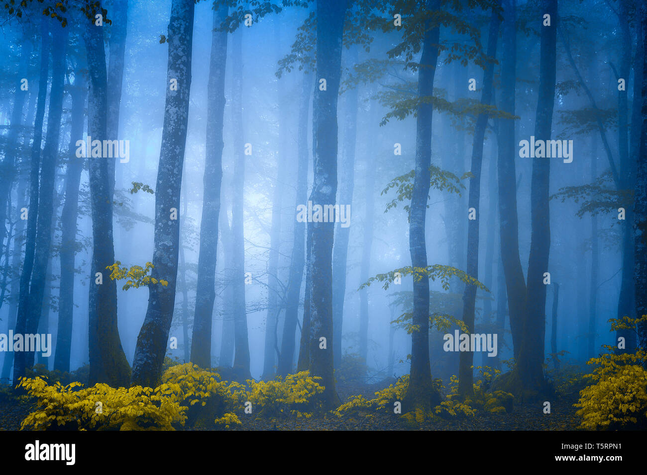 Dark fantasy forest avec brouillard bleu Banque D'Images