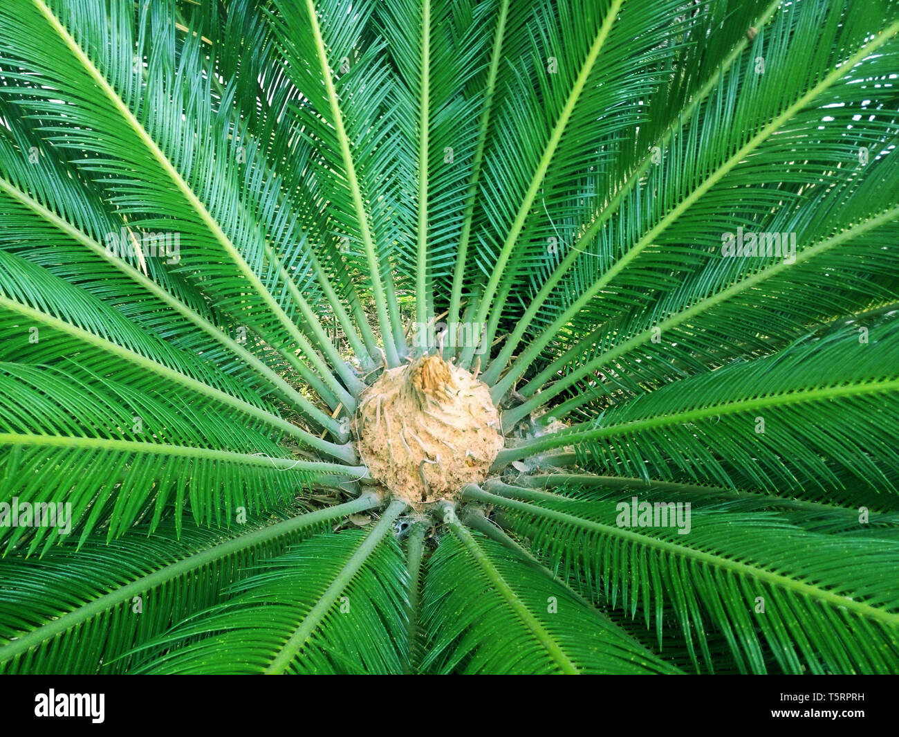 Les feuilles de palmier en toile verte. Palm Tree gros plan arrière-plan pour les locations et voyage Design Banque D'Images Les feuilles de palmier en toile verte. Palm Tree gros plan arrière-plan pour les locations et voyage Design Banque D'Images