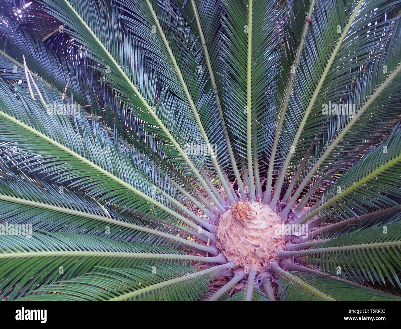 Les feuilles de palmier en toile verte. Palm Tree gros plan arrière-plan pour les locations et voyage Design Banque D'Images Les feuilles de palmier en toile verte. Palm Tree gros plan arrière-plan pour les locations et voyage Design Banque D'Images