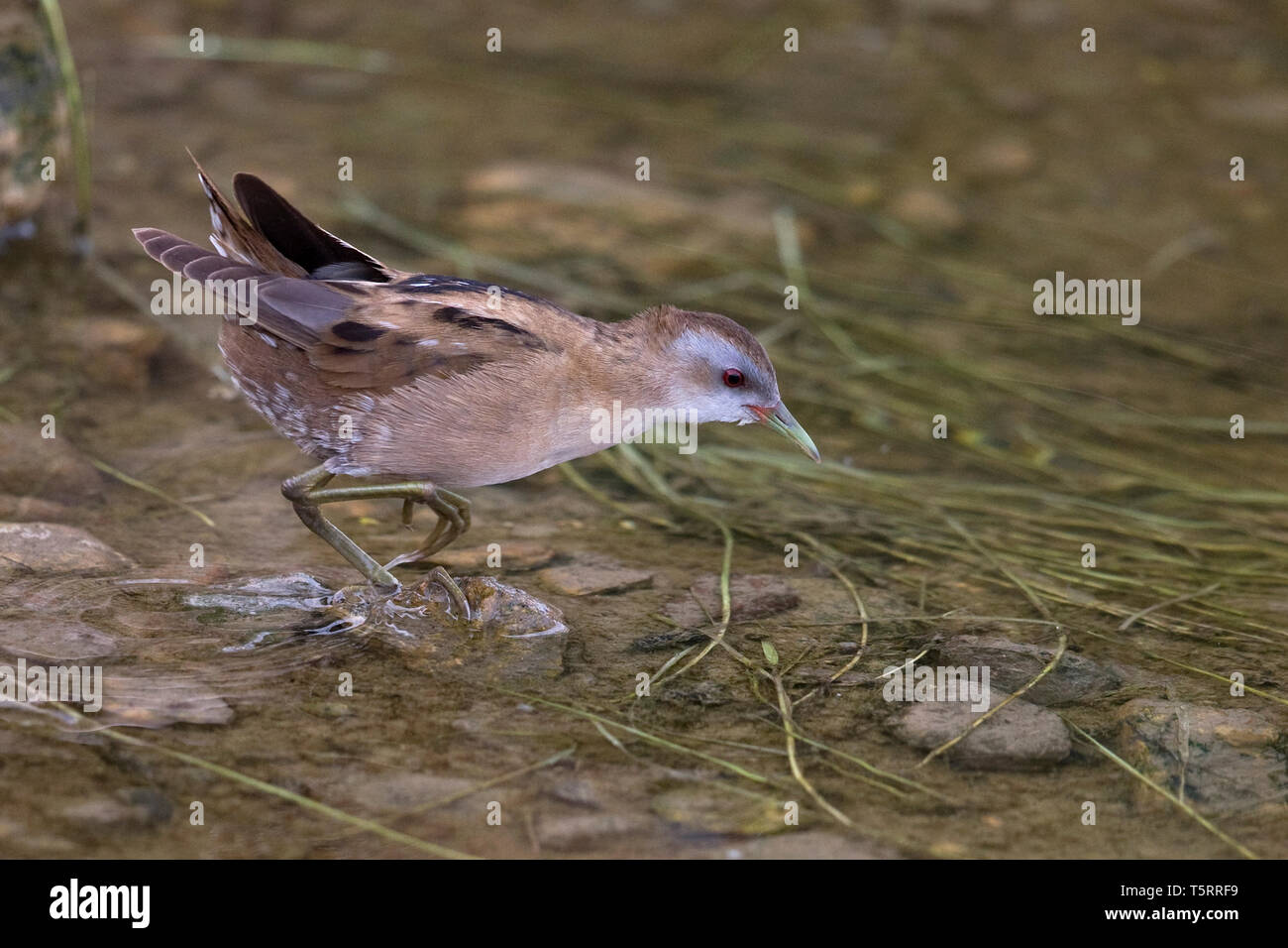 Little Crake (Porzana parva) Banque D'Images