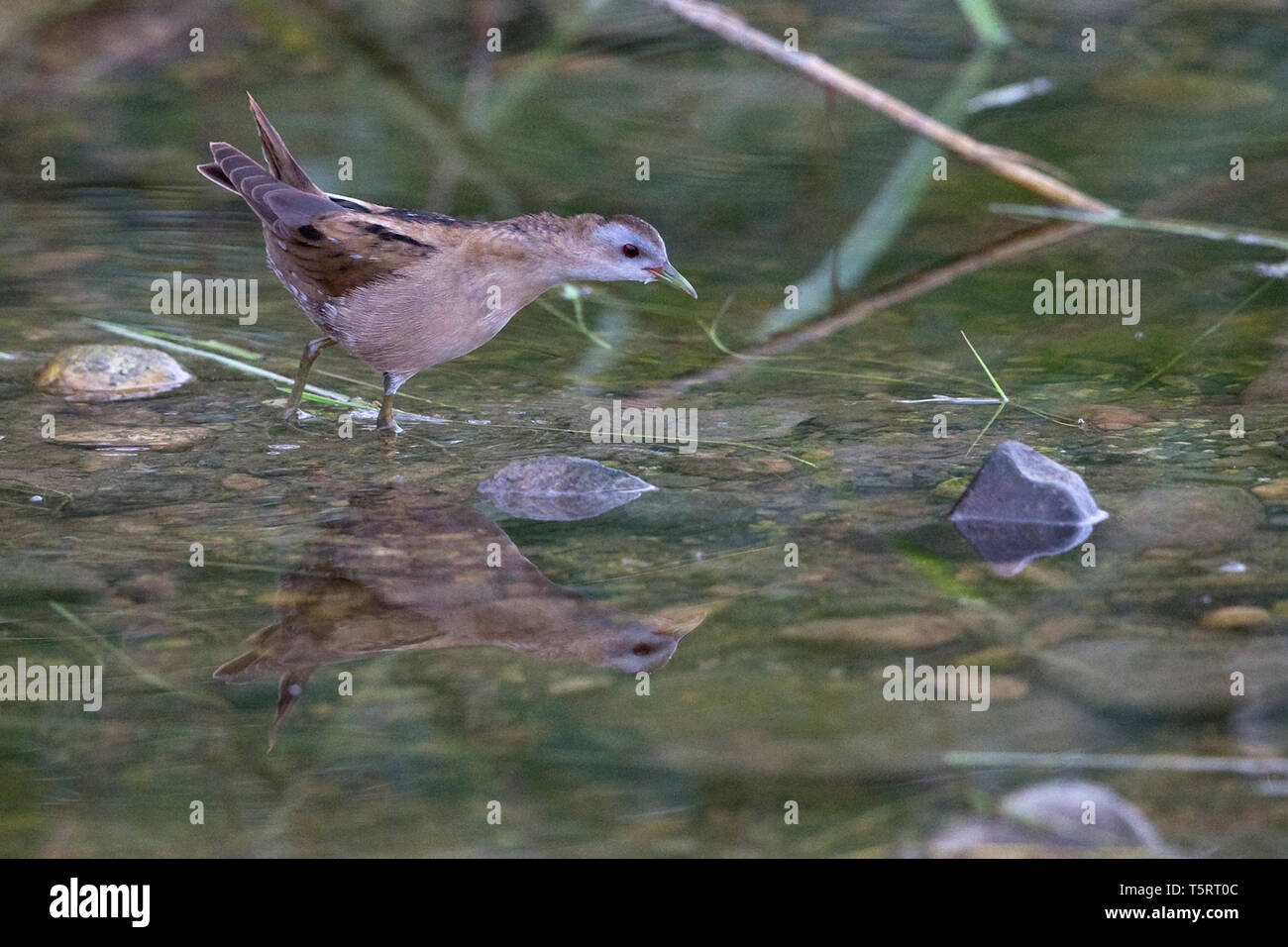 Little Crake (Porzana parva) Banque D'Images