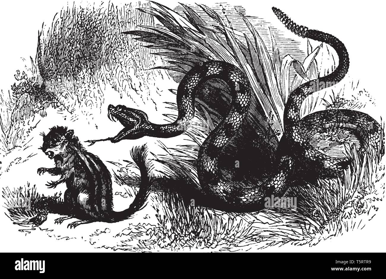 Les Serpents. Crotale, vipères, serpents mangeurs de