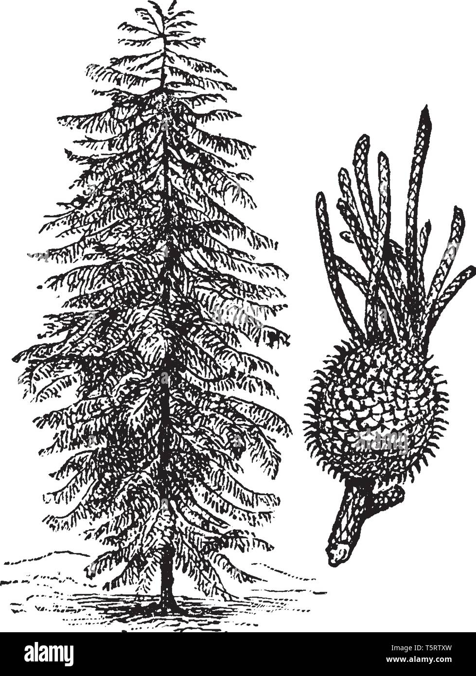 L'île Norfolk pine est une plante vasculaire Araucaria heterophylla nommé. La croissance des arbres à une hauteur de 50-65 m, avec des troncs et sym Illustration de Vecteur