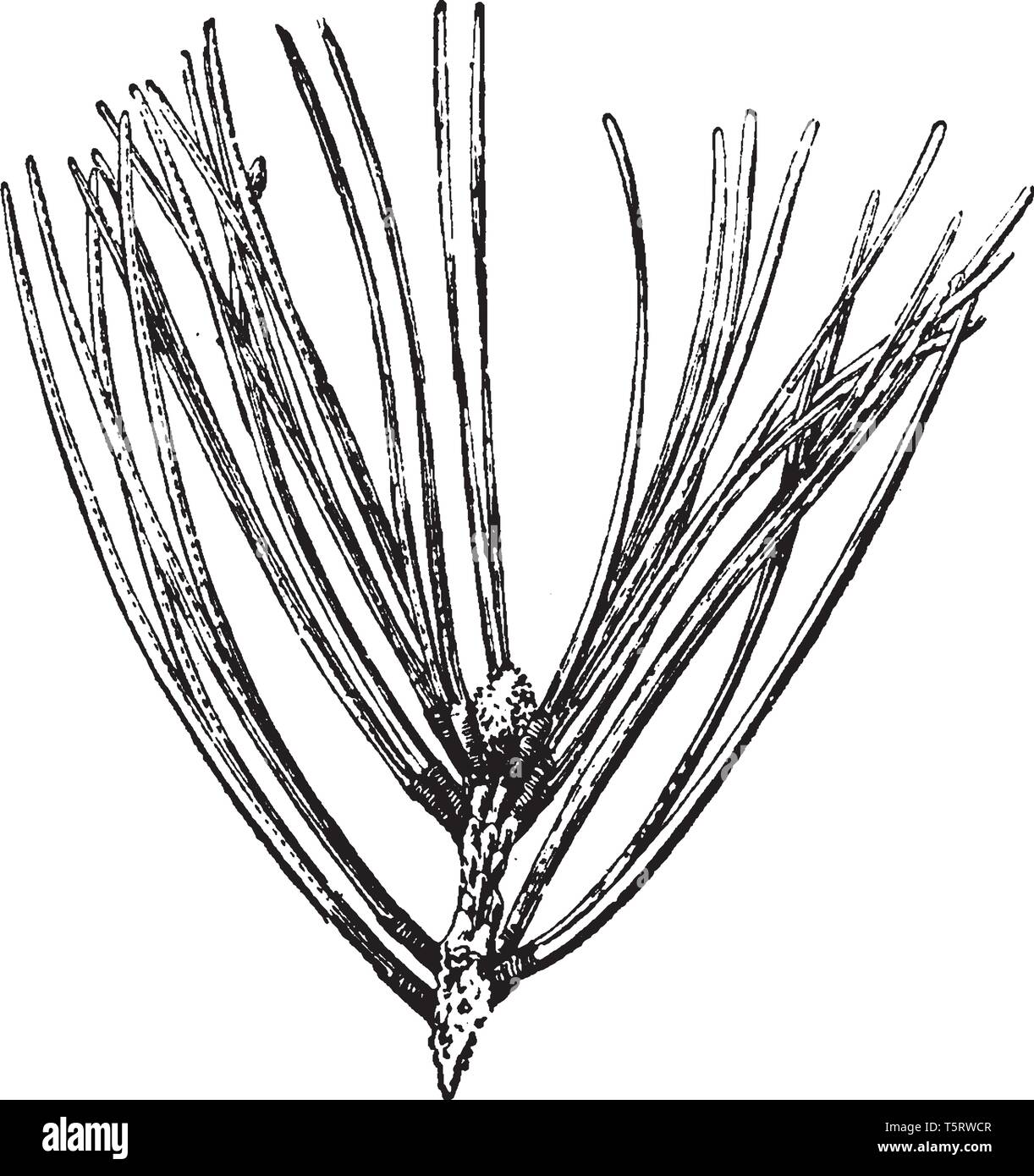 Une Photo De L Aiguille De Pin Qui Est Tout Simplement La Feuille De L Arbre De Pin Habituellement Il Y A Trois Parfois Cinq Sections Sur Chaque Aiguille Dr Ligne Vintage Image Vectorielle