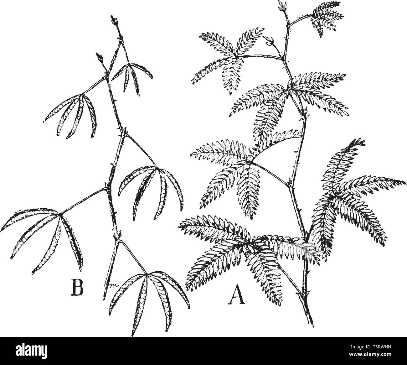 Mimosa est un touch-me- non, utilisés pour la culture des plantes comme des mauvaises herbes. Cette photo montre une plante mimosa à la figure A dans la lumière du soleil qui indique que c'est peu de sens Illustration de Vecteur