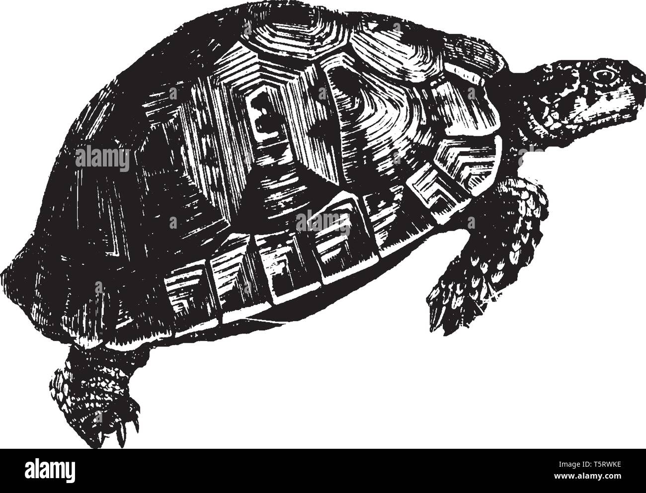 Les tortues terrestres sont une famille Testudinidae de terrain maison d'habitation des reptiles de l'ordre Testudines, vintage dessin ou gravure illustration. Illustration de Vecteur