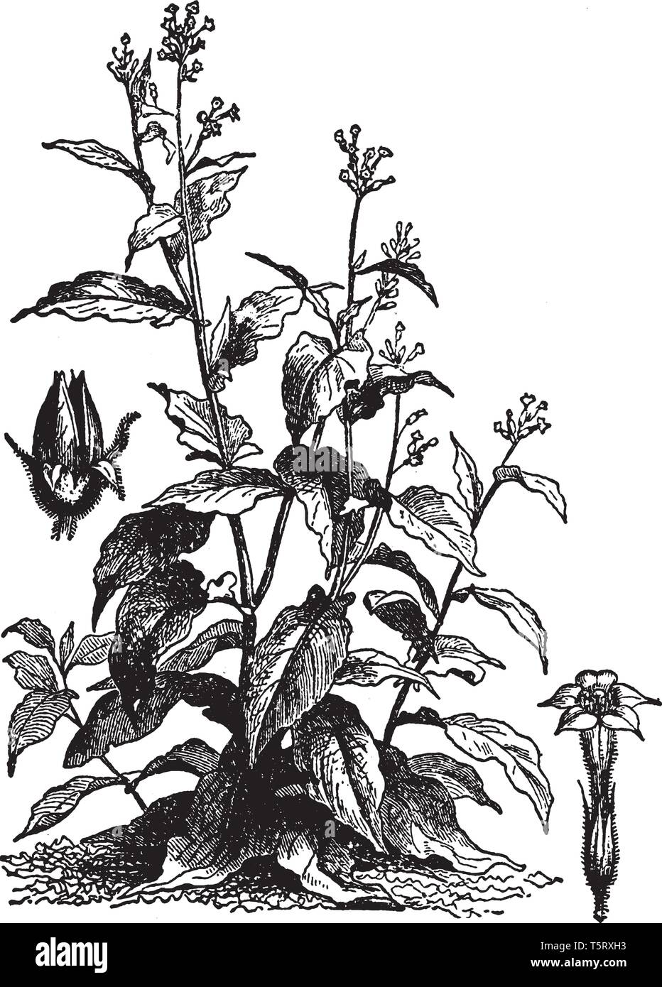 Les feuilles de tabac sont principalement utilisés pour les fumeurs de cigarettes, vintage dessin ou gravure illustration. Illustration de Vecteur