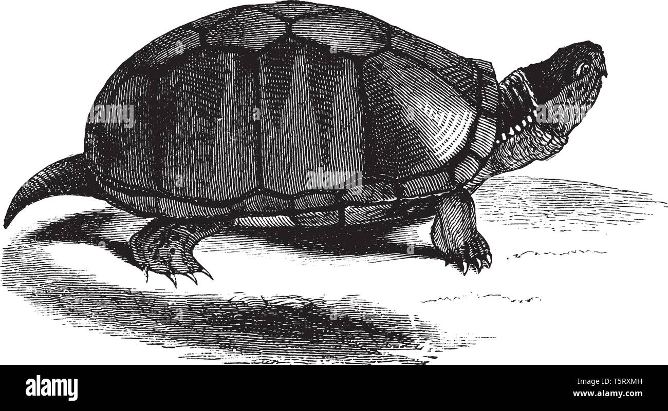 Tortue de boue est une espèce de tortue endémique à l'Organisation des États et six pouces de longueur, vintage dessin ou gravure illustration. Illustration de Vecteur