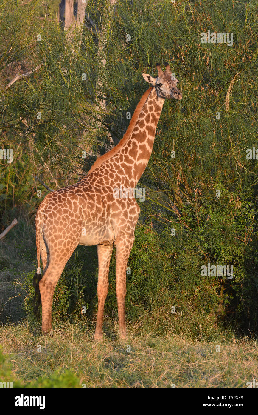 Le Masai giraffe. Girafe masaï, Massai-Giraffe, Giraffa camelopardalis tippelskirchi, maszáj zsiráf Banque D'Images