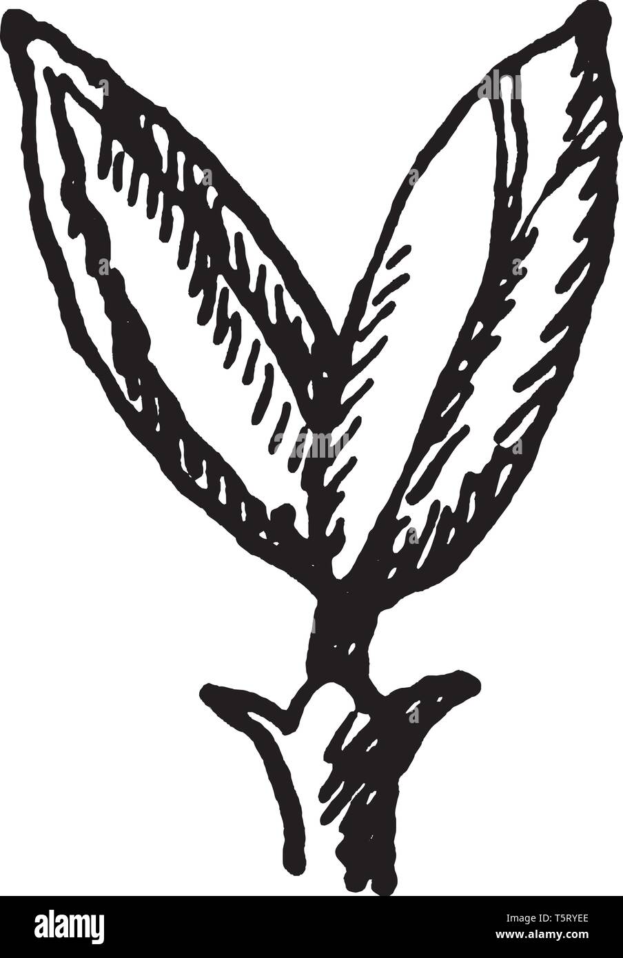 Les fleurs sont généralement petits et croître dans les grappes voyantes, et certaines espèces ont des fleurs pétales, vintage dessin ou gravure illustration. Illustration de Vecteur