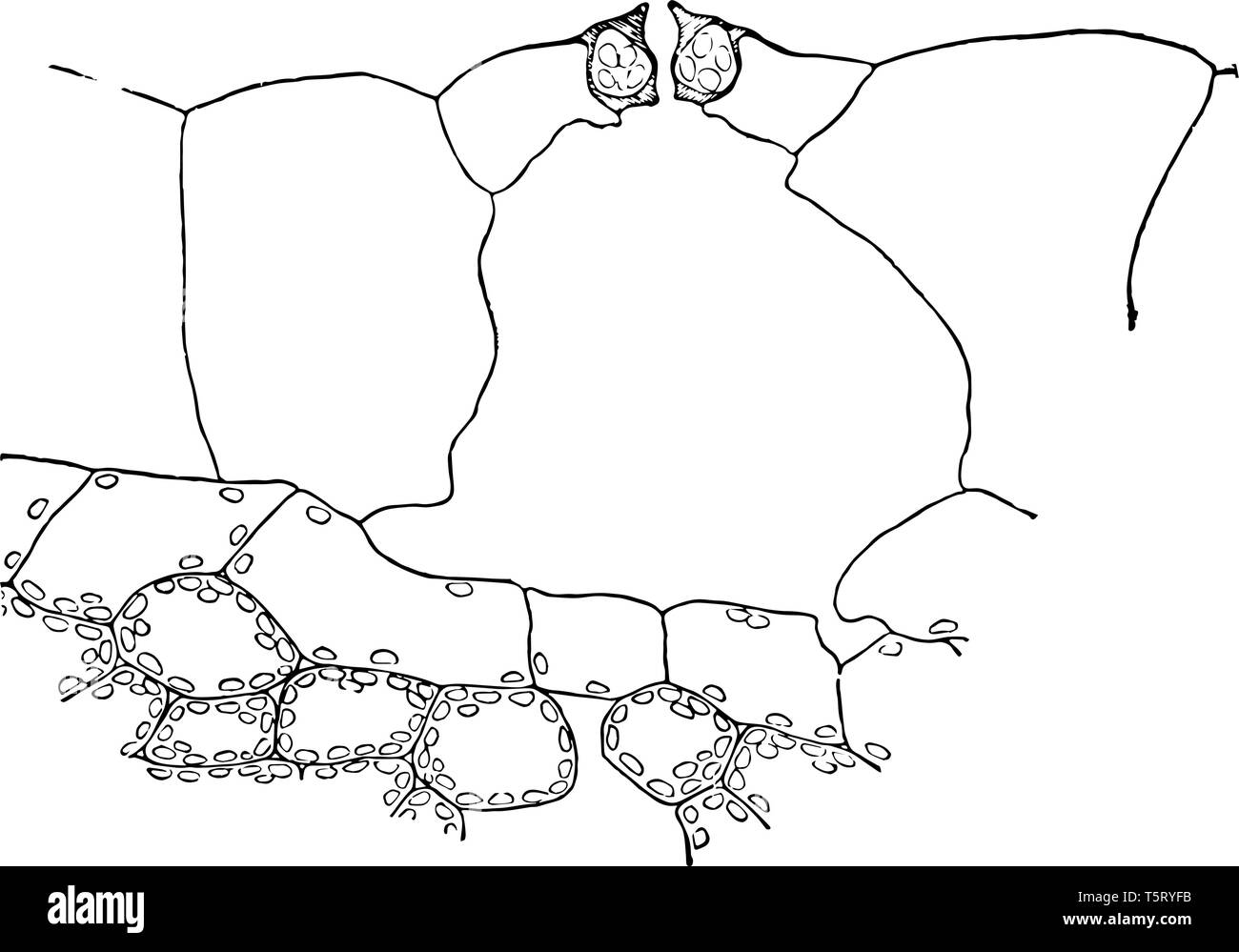 La photo montre la structure interne de Tradescantia plante contenant différents types de cellules et de stomie. Il est également appelé comme elle et de tradescantie de belon Illustration de Vecteur