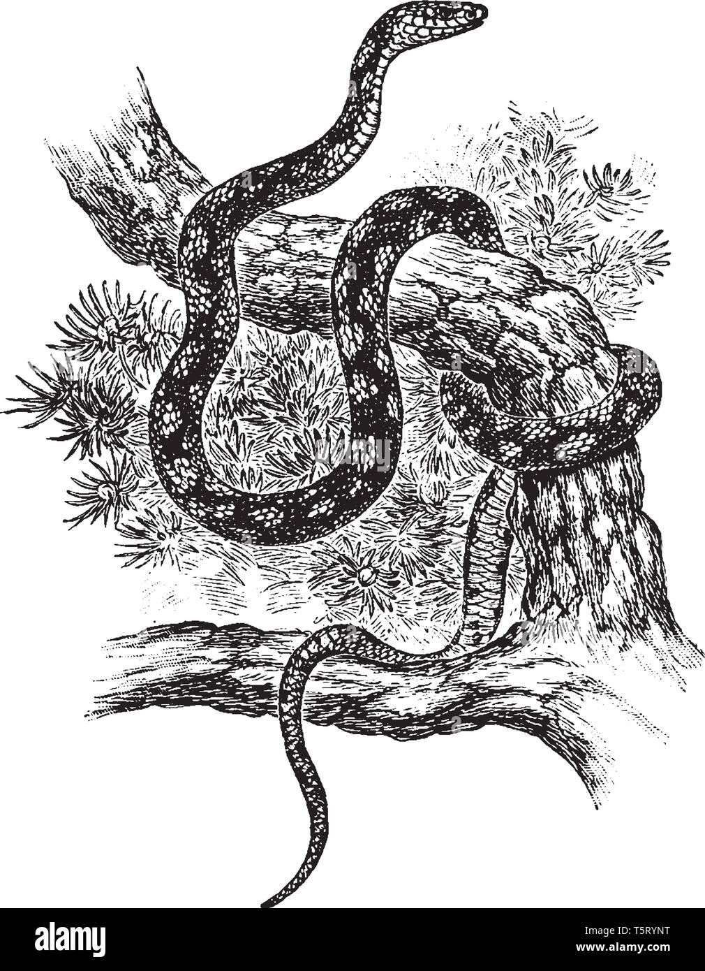 Pine Snake est un nonvenomous d'espèces endémiques de la colubridae sud-est des États-Unis, vintage dessin ou gravure illustration. Illustration de Vecteur