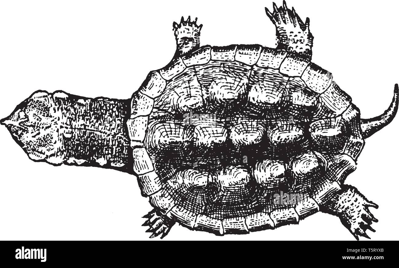 Les tortues sont des reptiles de l'ordre Testudines caractérisée par une coquille cartilagineux ou osseux développés à partir de leurs côtes et agissant comme un bouclier, Illustration de Vecteur
