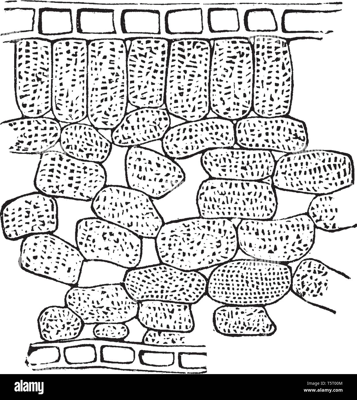 Une photo montrant la section à travers l'épaisseur d'une feuille d'Star-Anise la Floride, vintage dessin ou gravure illustration. Illustration de Vecteur