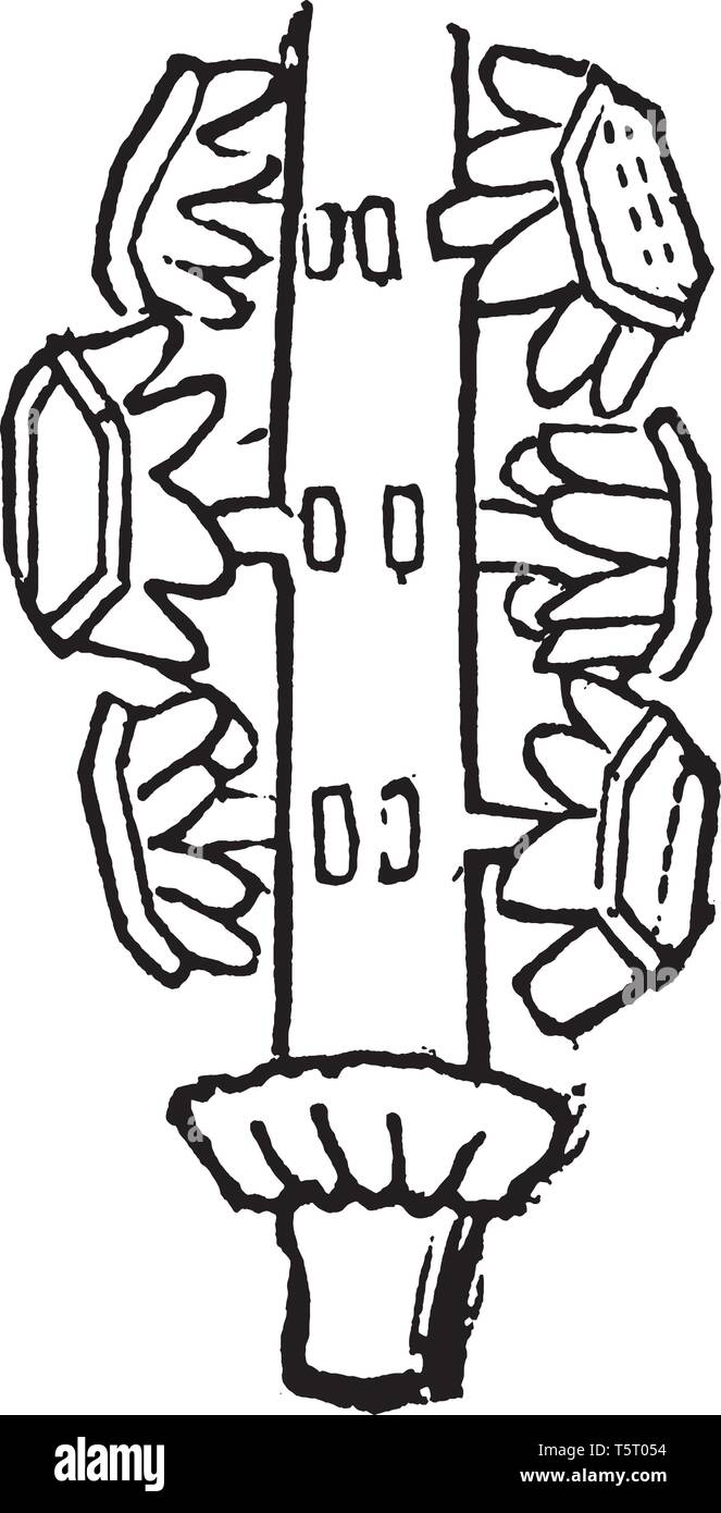 Une photo montre Spore-Cases Fleur Plante. C'est une cellule reproductrice capable de développer en un nouvel individu sans fusion avec un autre reproducti Illustration de Vecteur