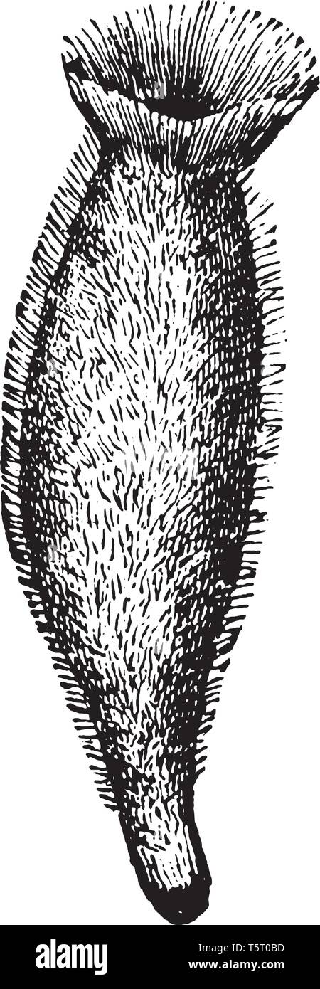 Les éponges sont la sœur de l'ParaHoxozoa Epitheliozoa ou avec lesquels ils forment un clade basal, animal vintage dessin ou gravure illustration. Illustration de Vecteur