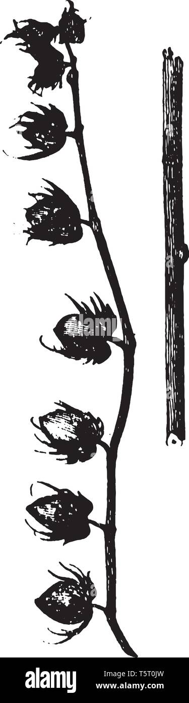 Les fleurs apparaissent sur l'arbre de coton. La fleur contient un des chefs de la direction générale, le dessin des lignes vintage ou gravure illustration. Illustration de Vecteur